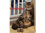Hermione, Domestic Shorthair For Adoption In Alamo, California