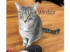 Windsor, Domestic Shorthair For Adoption In Culpeper, Virginia