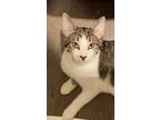 Raven, Domestic Shorthair For Adoption In Monrovia, California