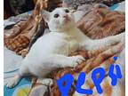 Pepsi, Egyptian Mau For Adoption In Manchester, New Hampshire