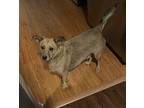 Murphy - Courtesy Post -rehome, Terrier (unknown Type, Small) For Adoption In