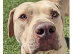 Pumba, Labrador Retriever For Adoption In Hermosa Beach, California