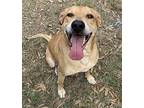 Rosie, Labrador Retriever For Adoption In Fort Pierce, Florida