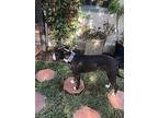 Jack, American Pit Bull Terrier For Adoption In Monrovia, California