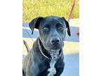 Belly, Labrador Retriever For Adoption In Fort Worth, Texas