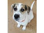 Tanner, Terrier (unknown Type, Small) For Adoption In Fort Worth, Texas