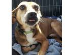 Earl, Miniature Pinscher For Adoption In Ladson, South Carolina