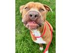 Legend, American Pit Bull Terrier For Adoption In Fort Worth, Texas