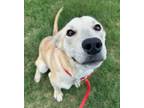 Penny, Labrador Retriever For Adoption In Fort Worth, Texas