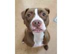 Bella Grace, American Pit Bull Terrier For Adoption In Fort Worth, Texas