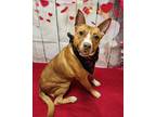 Vixen, American Pit Bull Terrier For Adoption In Phenix City, Alabama