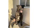 Cranberry, Labrador Retriever For Adoption In Monrovia, California