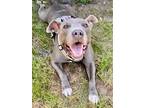 Kira, American Staffordshire Terrier For Adoption In Fort Pierce, Florida