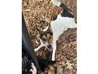 Chato, Jack Russell Terrier For Adoption In Ladson, South Carolina