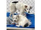 Rascal, Jack Russell Terrier For Adoption In Ventura, California