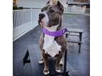 Zsa Zsa, American Staffordshire Terrier For Adoption In Ventura, California