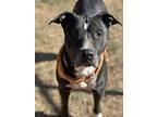 Butch, American Pit Bull Terrier For Adoption In Duncan, Oklahoma