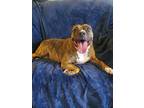 Allie, American Pit Bull Terrier For Adoption In White Settlement, Texas