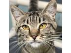 Adopt Colty Baby a Domestic Short Hair