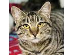 Adopt Colty Baby a Domestic Short Hair
