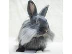 Adopt Sammy a Lionhead