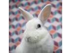 Adopt Marshmallow a American