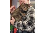 Adopt Maleficent- Yorba Linda a Tabby