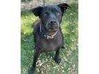 Baby, Labrador Retriever For Adoption In Ventura, California