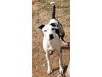 Spot, American Pit Bull Terrier For Adoption In White Settlement, Texas