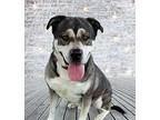 Logan, American Staffordshire Terrier For Adoption In Ventura, California