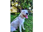 Huk, American Pit Bull Terrier For Adoption In Largo, Florida