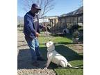 Guero, Labrador Retriever For Adoption In Ventura, California