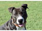 Chulo, Bull Terrier For Adoption In Hermosa Beach, California