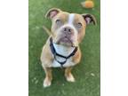 Adopt DARIA a Pit Bull Terrier