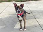 Adopt THEON a Pit Bull Terrier, Mixed Breed