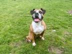 Adopt LENA a Boxer