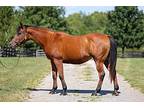 Unbridled Charm, Arabian For Adoption In Lexington, Kentucky