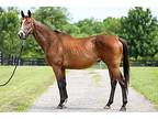 Flashy Product, Thoroughbred For Adoption In Lexington, Kentucky