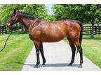 Hold The Presses, Thoroughbred For Adoption In Lexington, Kentucky