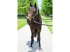 Inca God, Thoroughbred For Adoption In Lexington, Kentucky