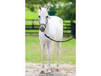 Grey Goose, Paso Fino For Adoption In Lexington, Kentucky