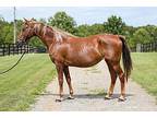 Ember, Saddlebred For Adoption In Lexington, Kentucky