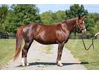 Penny Rivers, Tennessee Walking Horse For Adoption In Lexington, Kentucky
