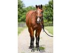 Cheetoz Debutante, Thoroughbred For Adoption In Lexington, Kentucky