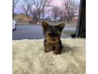 Yorkshire Terrier Puppy for sale in Apache, OK, USA