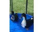 Junebug And The Blackwells, Duck For Adoption In New York, New York