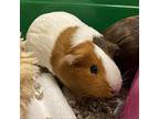 Boo Boo & Nugget, Guinea Pig For Adoption In Rohnert Park, California