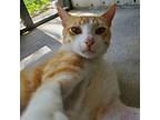 Oran탑ovy, Domestic Shorthair For Adoption In St. Augustine, Florida