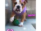 Bulldog Puppy for sale in San Diego, CA, USA