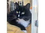Stella, Domestic Longhair For Adoption In St. Francisville, Louisiana